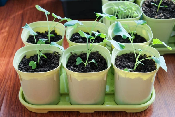 Zaailingen Groeien Plastic Kopjes Thuis Keuken — Stockfoto