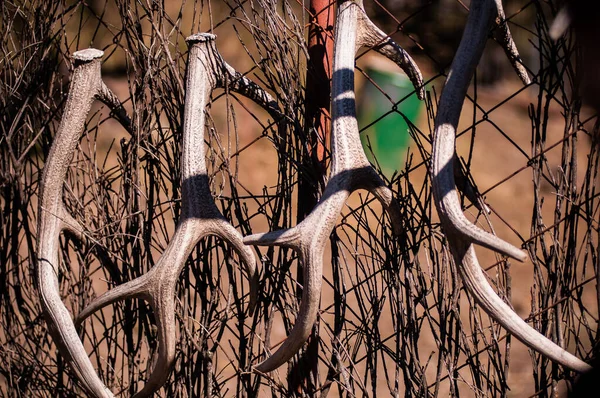 White Deer Antlers Hang Fence Seasonal Molt — Stock Photo, Image