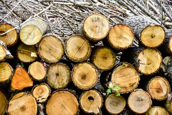 Fondo Madera Natural Primer Plano Leña Picada Leña Apilada Preparada — Foto de Stock