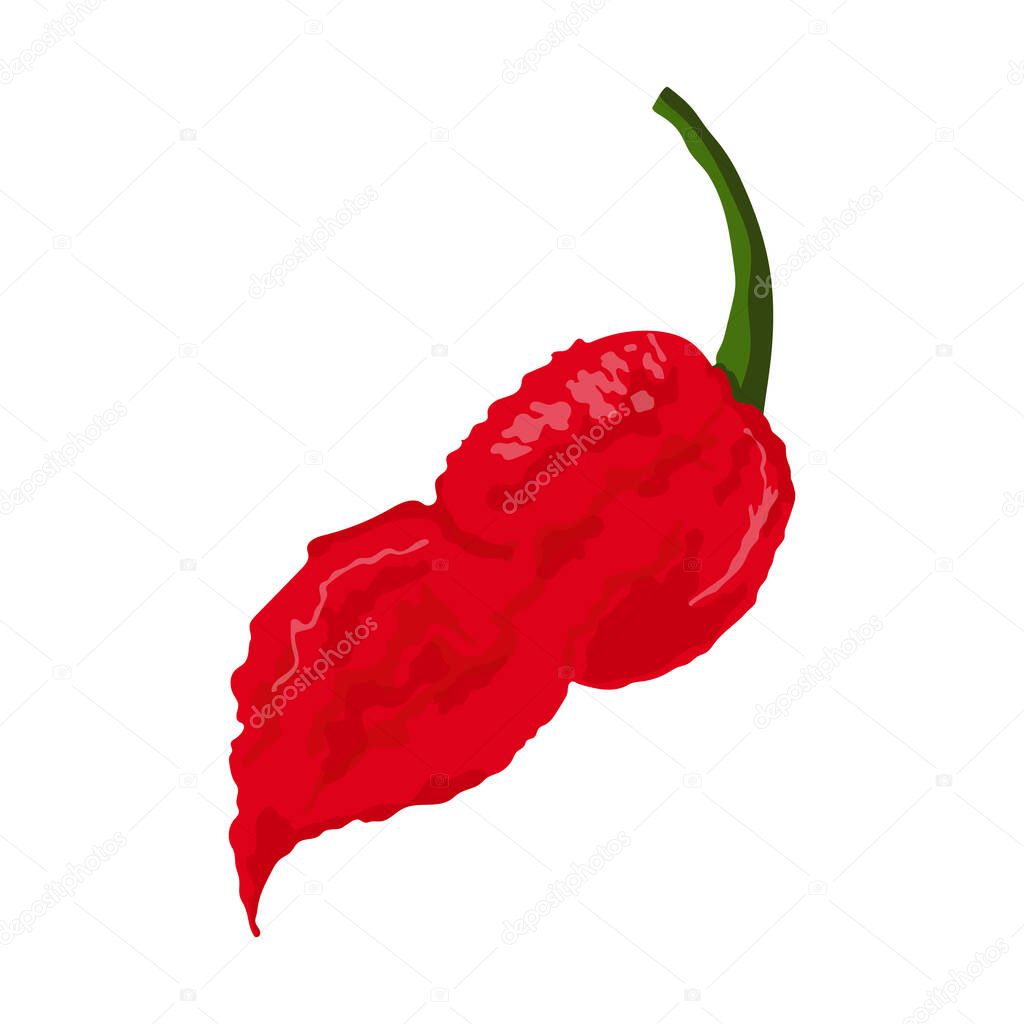 Bhut Jolokia Hot Pepper. Vector stock illustration on isolated white background.