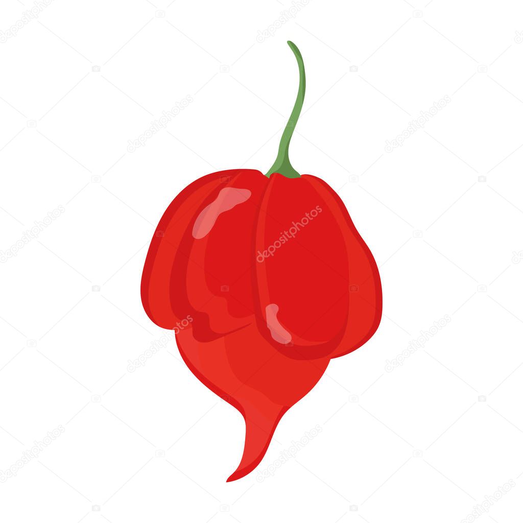 Trinidad Scorpion Hot Pepper. Vector stock illustration on isolated white background.