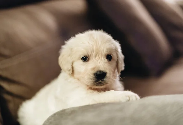 Beyaz Golden Retriever yavrusu