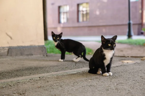 Zwei süße schwarz-weiße Kätzchen auf der Straße in der Nähe des Hauses, obdachlose Tiere. — Stockfoto