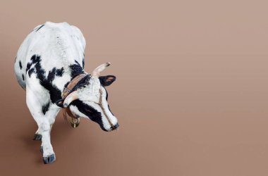 Kahverengi arka planda tehditkar bir poz veren boğa