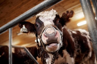 bull in the paddock, on the farm