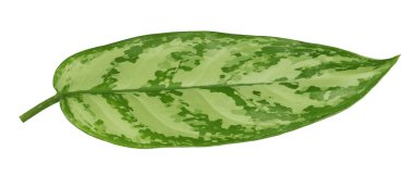 Beyaz arkaplanda izole edilmiş yapraklar