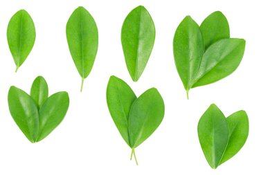 Çiçeğin yaprakları beyaz arkaplanda izole edilmiş.