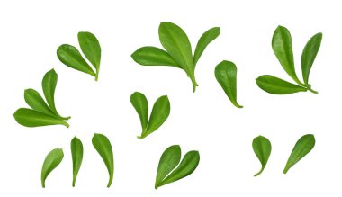 Beyaz arkaplanda izole edilmiş yapraklar