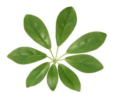 Beyaz arkaplanda izole edilmiş yapraklar