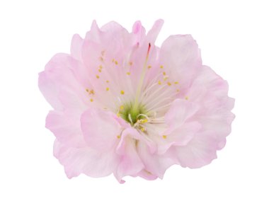 Pembe çiçek, makro, beyaz arkaplanda izole edilmiş.