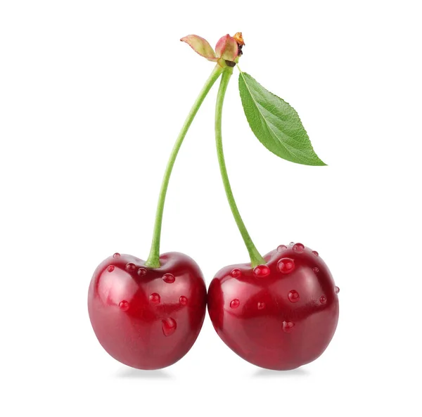 Cherry Isolata Fondo Bianco — Foto Stock