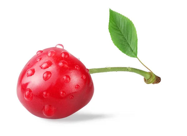 Cereza Con Una Hoja Con Gotas Aislada Sobre Fondo Blanco —  Fotos de Stock