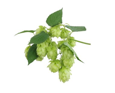 Beyaz arka planda izole edilmiş sıçrayışlar.