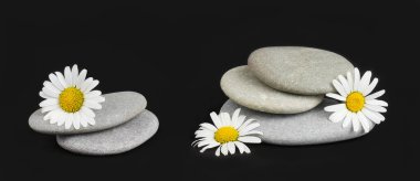 Papatya çayı, deniz taşları, siyah arka planda..