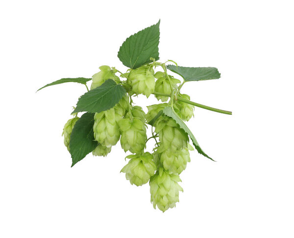 Hops isolated on a white background.