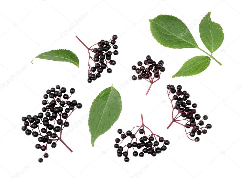 Elderberry berries, elderberry leaves, isolated on a white background, top view.