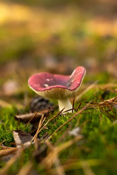 Liten Rosa Svamp Växer Mossan Höstskogen Foto Med Bokeh Effekt — Stockfoto