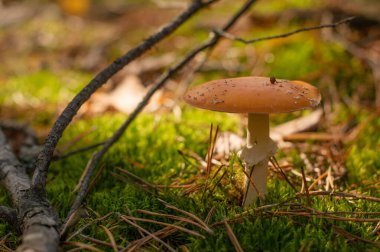 Güzel zehirli bir mantar - sinek mantarı - sonbahar ormanlarında yosunlarda yetişir..