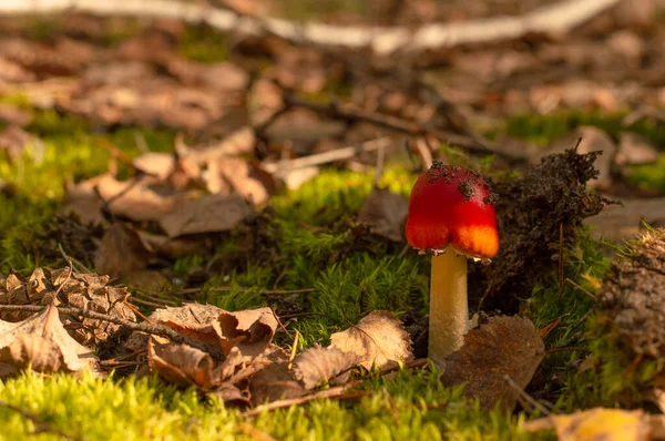 Podzimním Lese Lesním Dně Mechem Roste Malá Houba Červenou Čepicí — Stock fotografie