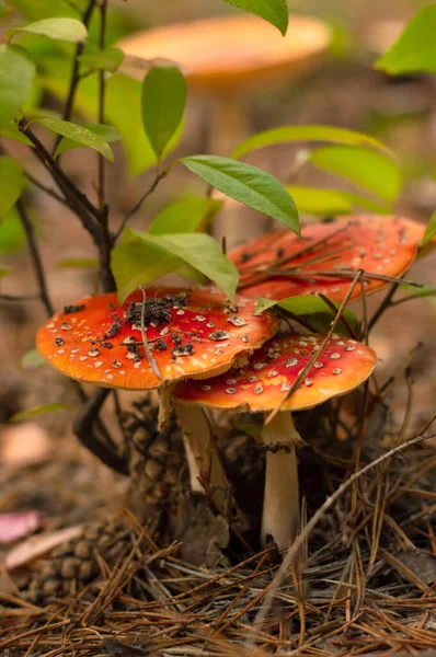 Beautiful Fly Agarics Red Caps Grow Autumn Forest Bush — Stock Photo, Image