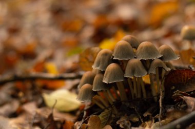 Sonbahar ormanlarında, aynı türün birçok mantarı bu yavrulardan yetişmiştir. Bokeh efektli sonbahar arkaplanı.