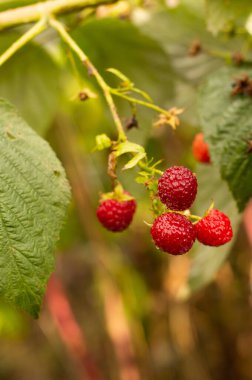 Yeşilliğin arka planında yağmurdan sonra olgun ahududularla kaplanmış..