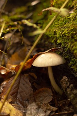 Çöp ve dalların arka planında bir mantar büyüdü. Bokeh efektli sonbahar arkaplanı.