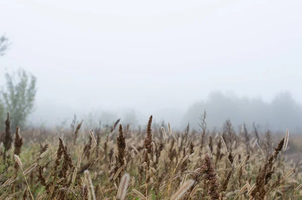 Fák Növények Ködben Egy Hideg Őszi Reggelen Bokeh Hatás — Stock Fotó
