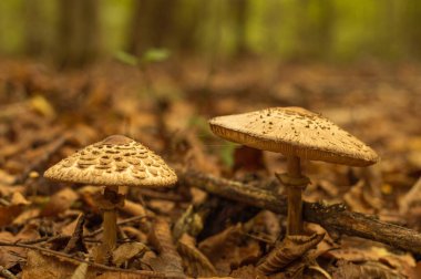 Mantarlar, bir sonbahar ormanının bulanık arka planında dökülen yapraklarla birlikte büyürler. Bokeh efektli sonbahar kartı.