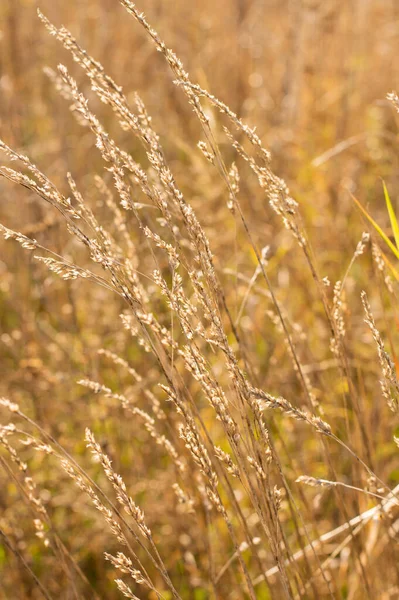 Φθινοπωρινό Λιβάδι Φόντο Bokeh Αποτέλεσμα Φθινοπωρινή Κάρτα — Φωτογραφία Αρχείου