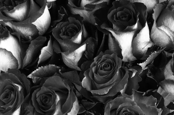 Black White Photo Bouquet Roses Large Buds Romantic Postcard — Stock Photo, Image