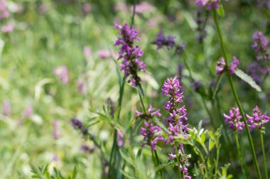 Güneşli bir yaz gününde çayır otları ve çiçeklerin bulanık görüntüsü. Fotoğraf: Bokeh efektli.