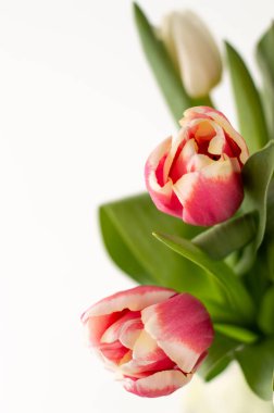 Beyaz arka planda beyaz-pembe laleler ve yazı yazmak için yer. Fotoğraf: Bokeh efektli.