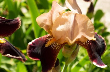 Güneşli bir günde kahverengi tonları olan süsenlerin bulanık görüntüsü. Fotoğraf: Bokeh efektli.