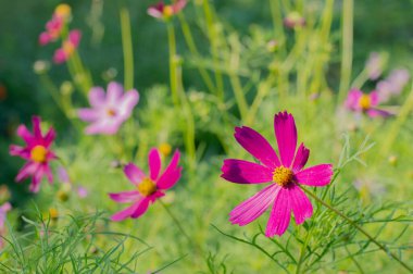 Güneşli bir yaz gününde pembe kozmos çiçeklerinin bulanık görüntüsü. Çiçek arkaplanı..