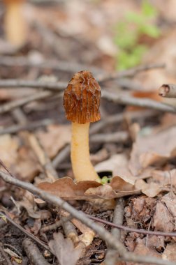 Genç bir morel mantarı bulanık bir orman arka planında yetişir..