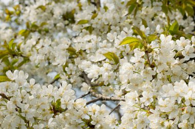 Güneşli bir günde kiraz çiçekleri açan bol bahar çiçekleri. Çiçek arka planı.