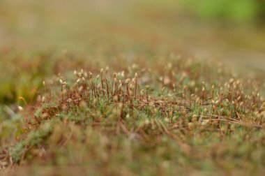 Ormandaki arka planda bulanık bahar yosunu görüntüsü. Arka plan. Doğa.