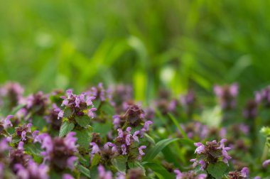 Yeşil çimenli ve mor çiçekli bir bahar çayırının bulanık görüntüsü.