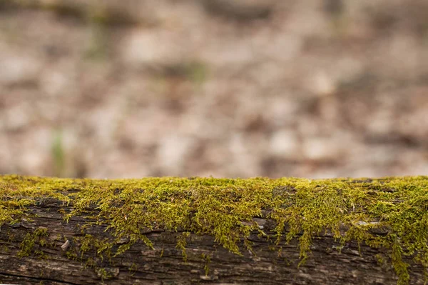 Előtérben Egy Moha Rönk Háttérben Egy Elmosódott Kép Egy Erdő — Stock Fotó