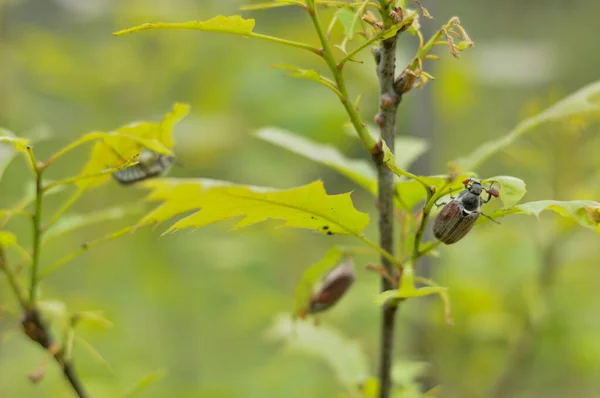 손상된 나뭇잎 비트의 이미지 Pests Spring — 스톡 사진