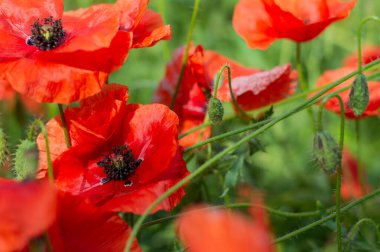 Güneşli bir günde açan parlak kırmızı gelinciklerin ve tomurcukların bulanık görüntüsü. Çiçek arka planı.