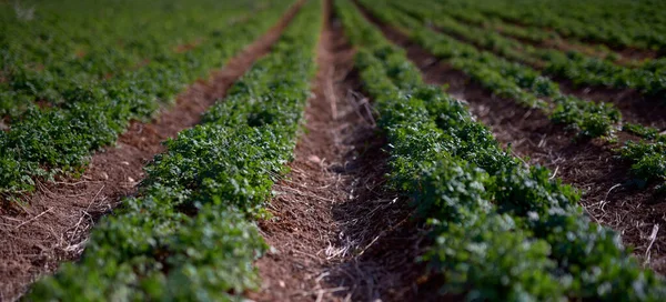 Detalle Una Plantación Para Cultivo Intensivo Hortalizas Como Puerro Zanahorias —  Fotos de Stock
