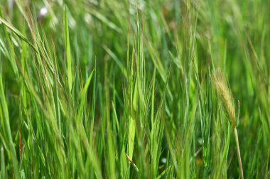 Güneşli bir bahar gününde taze yeşil çimlerin ayrıntıları