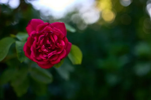 Detalle Una Sola Rosa Roja Sobre Fondo Verde Vegetación Jardín — Foto de Stock