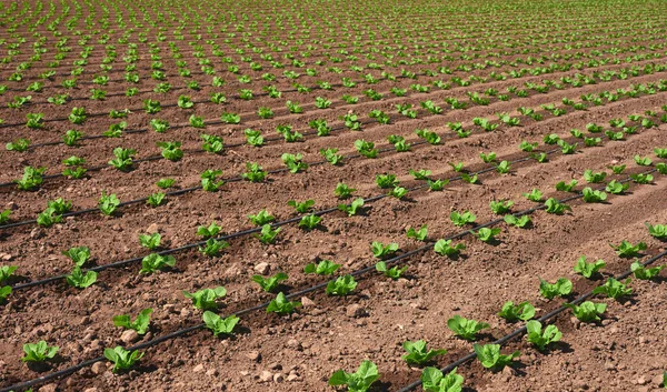 Detalle Una Lechuga Plantada Con Riego Por Goteo —  Fotos de Stock