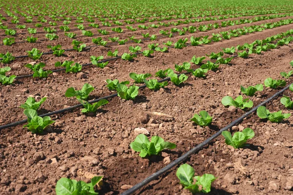 Detail Lettuce Planting Drip Irrigation — Stock Photo, Image