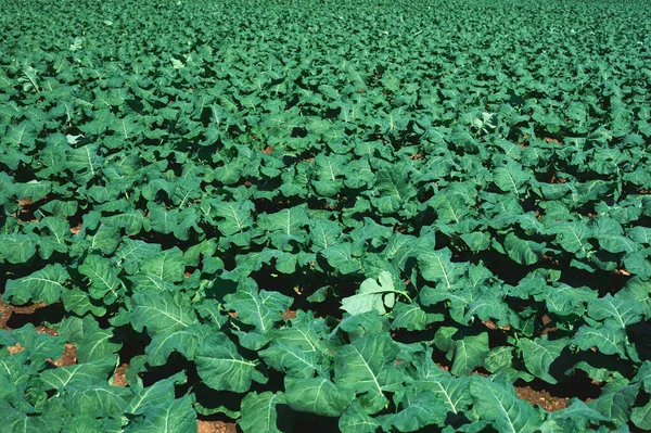 Detalle Una Plantación Brócoli Con Riego Por Goteo —  Fotos de Stock