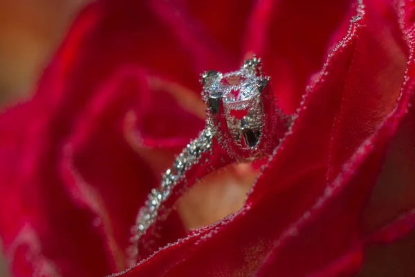 Pierścionek z brylantem białe złoto w czerwona róża podjęte zbliżenie z kropli wody — Zdjęcie stockowe