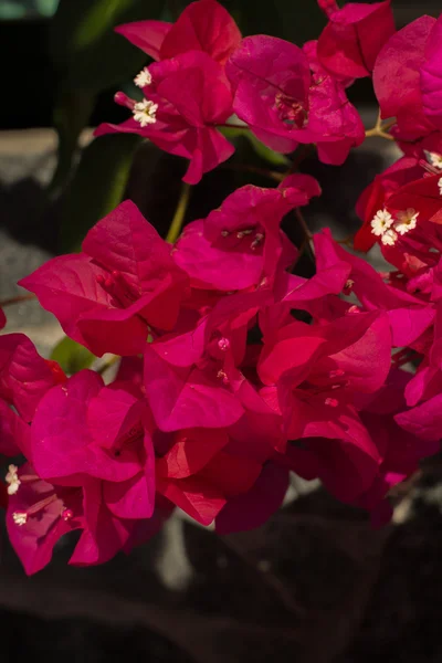 Kwiatów bugenwilli. Różowy kwiat Bougainvillea lub papieru lub piaskowy Bougainvillea w ogrodzie — Zdjęcie stockowe